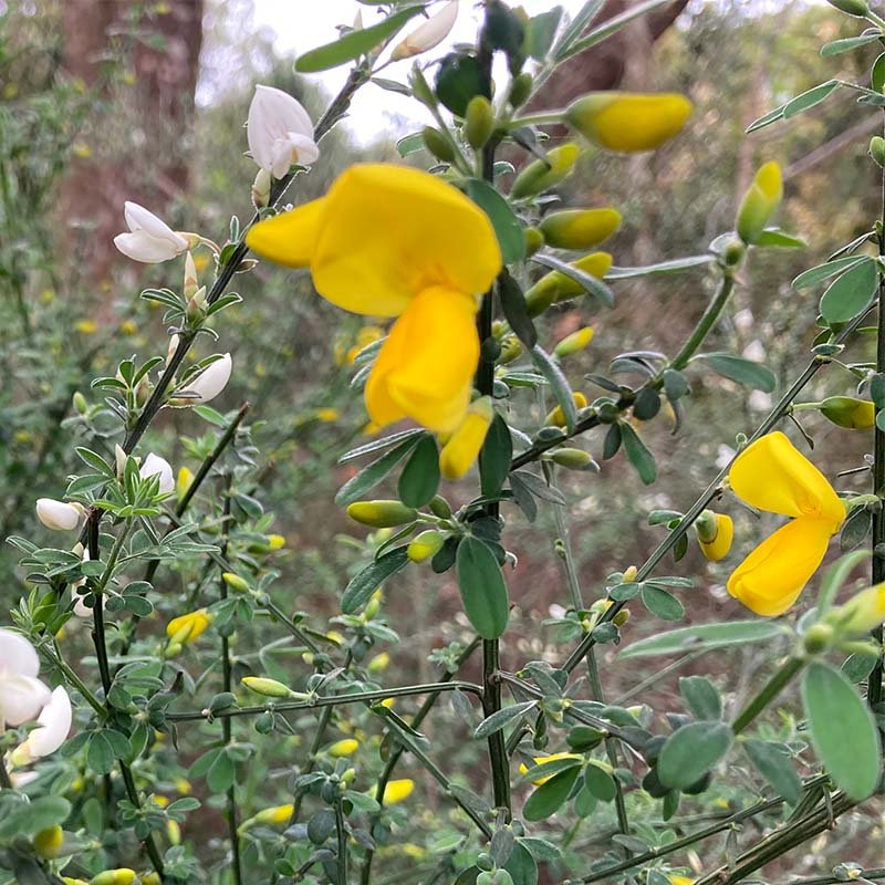 Retamo amarillo