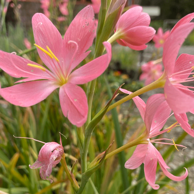 Schizostylis