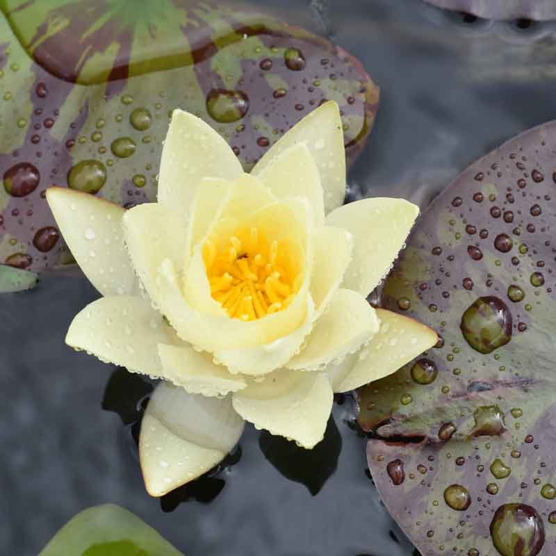 lotoamarillo