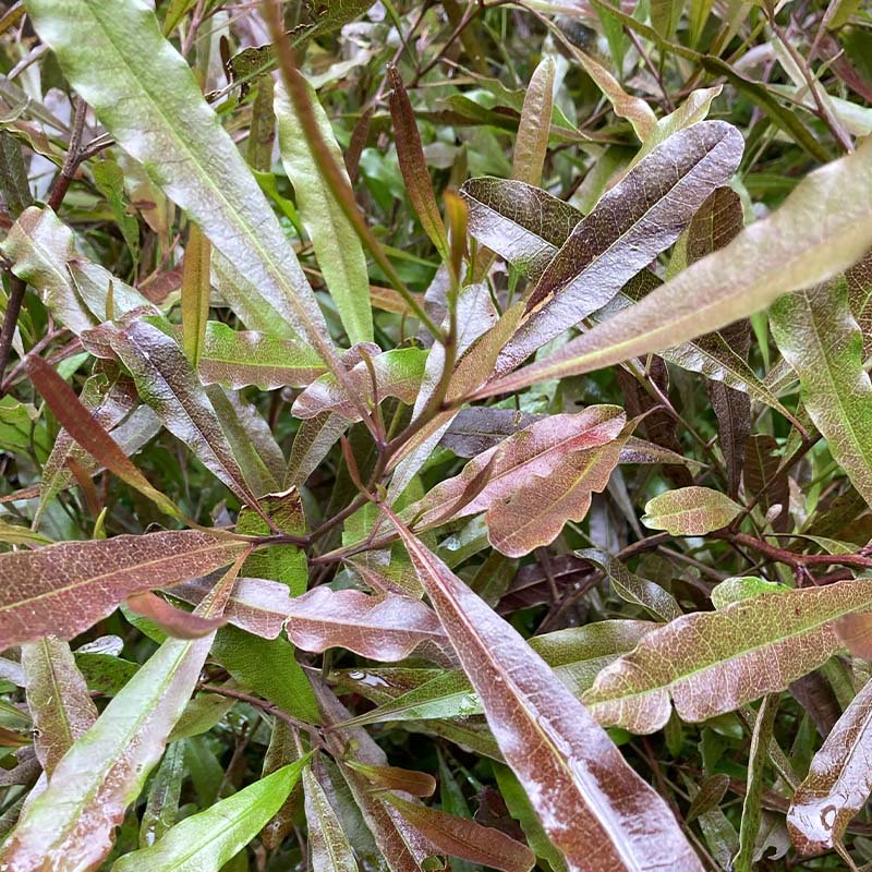 stenocarpoo